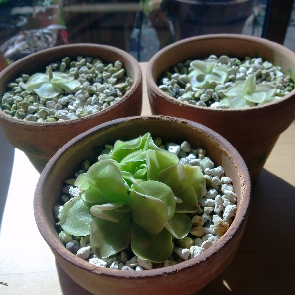 ネペンテス以外の食虫植物|けみがで ネペンテス以外の食虫植物|けみがで