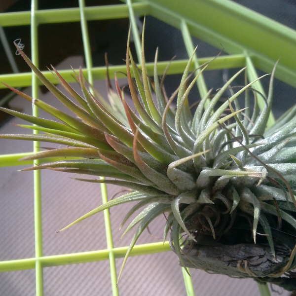 Tillandsia Spp けみがで