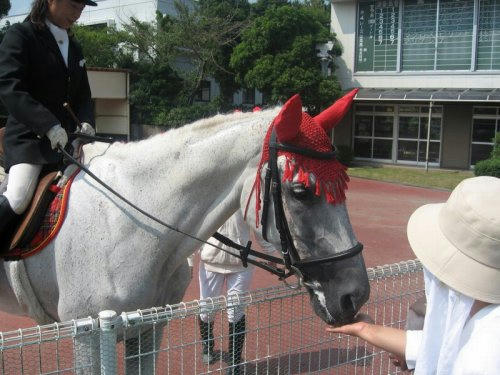 高知競馬場