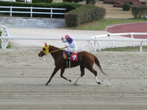 笠松競馬場　ラブミーチャン