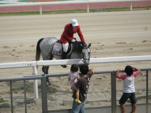 笠松競馬場　誘導馬