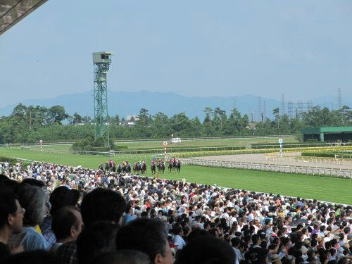 新潟競馬場　直線