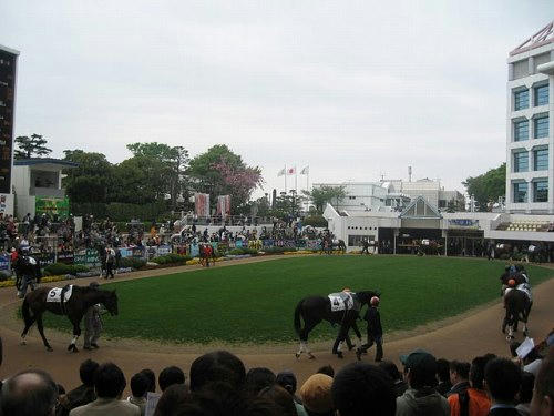 中山競馬場のパドック