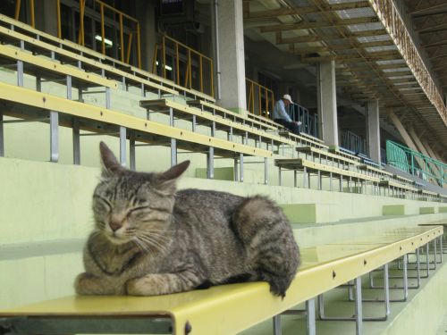 荒尾競馬場　猫