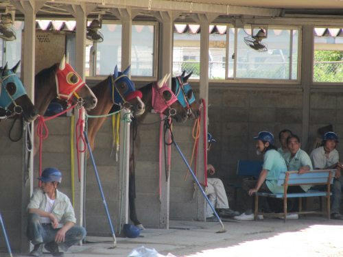 佐賀競馬場　パドック
