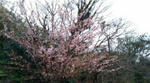 20110219115141.jpg