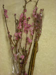 ume_001.JPG
