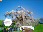 ssakura-no-kinoshita.jpg