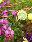 DSCN2063.JPG