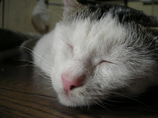DSCN4205.JPG