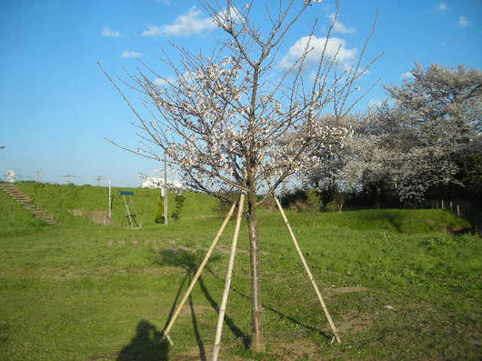 DSCN0813.JPG