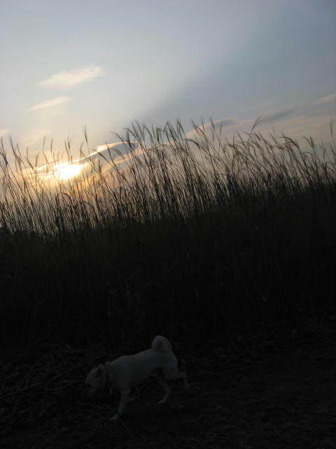 IMG_4765.jpg