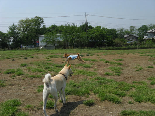 北関東最大のドッグラン 世界の名犬牧場 ヒマのほのぼの日記