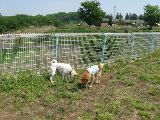 北関東最大のドッグラン 世界の名犬牧場 ヒマのほのぼの日記