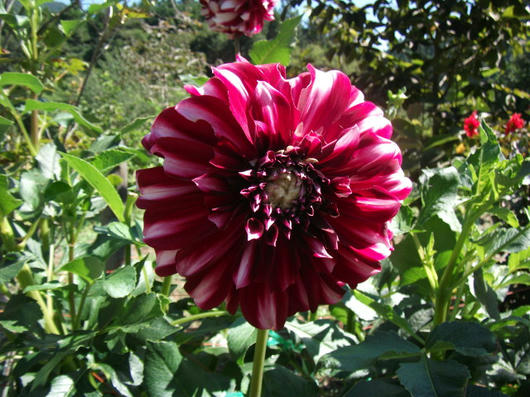 DSCF3672.JPG