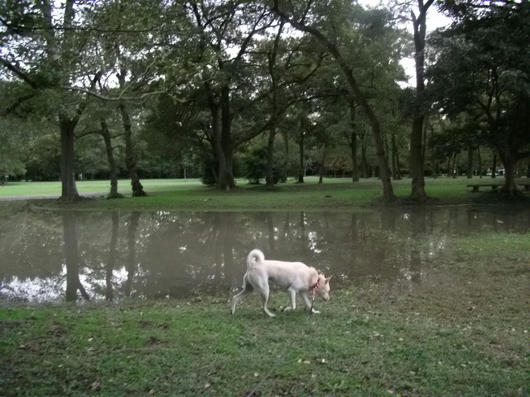 公園 台風 秋ヶ瀬