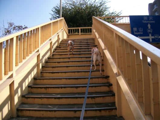 DSCF5437.JPG