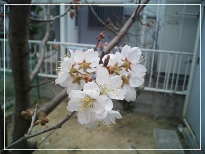 2011031603.jpg