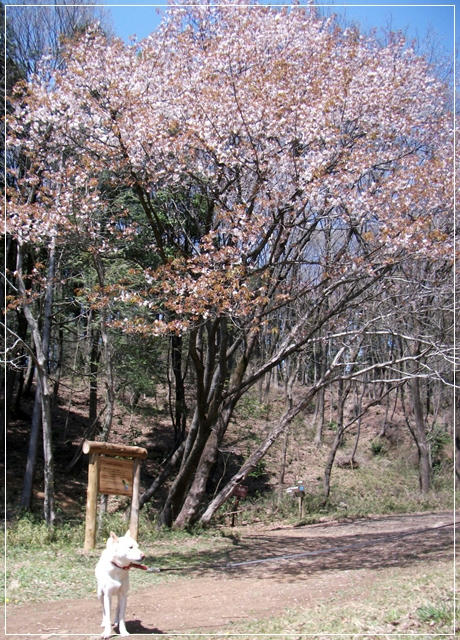 201104133.JPG
