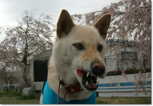 2011042111.JPG