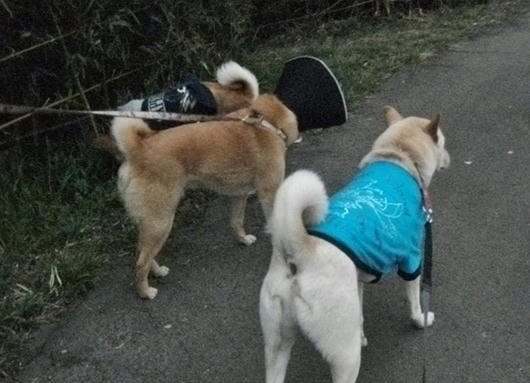 2011042123.JPG