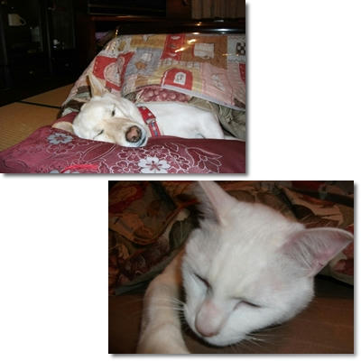 201104299.jpg