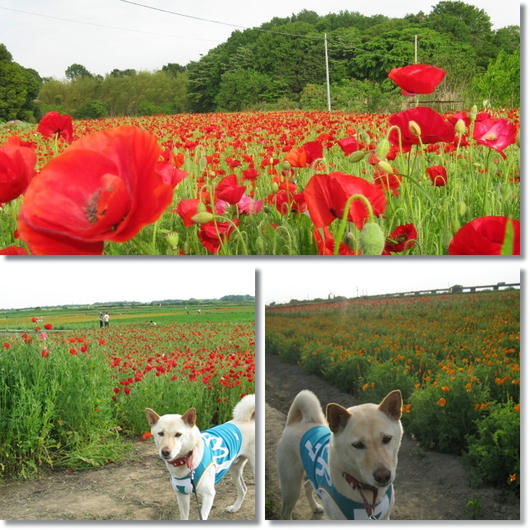 201105158.jpg