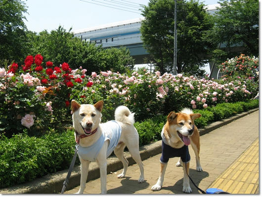 201105191.JPG