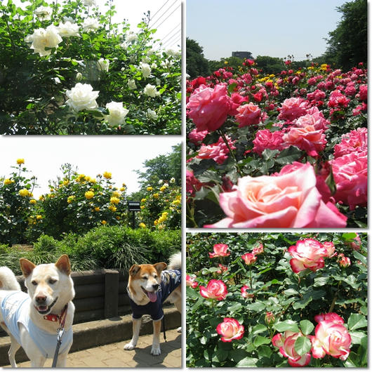 201105193.jpg