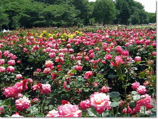 201105194.JPG