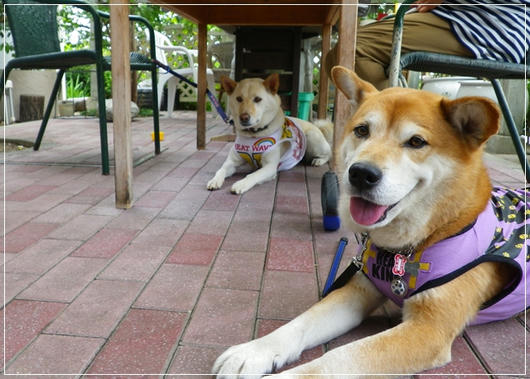 201106098.JPG