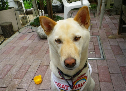 2011060913.JPG