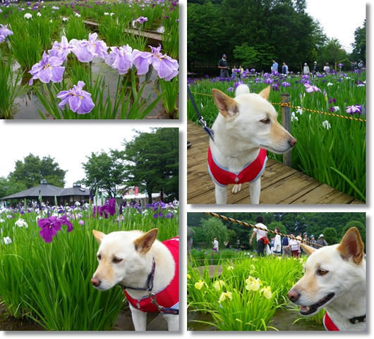 201106113.jpg