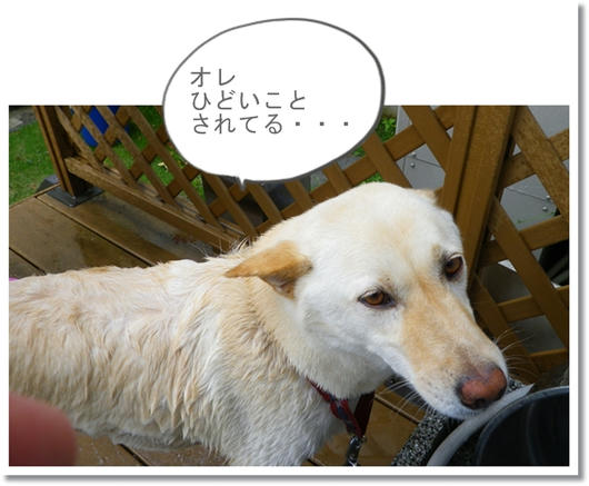 201106117.JPG