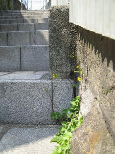 kagurazaka.jpg