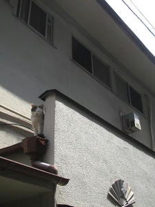 kaguraneko.jpg