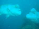 DSC00437.jpg