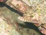 50f58293.jpg