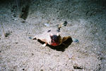 FH03005.jpg