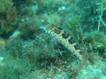 DSC03195.JPG