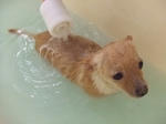 2008_0925aroma0009.JPG
