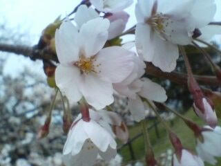 桜の花