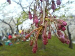 八重桜のつぼみ