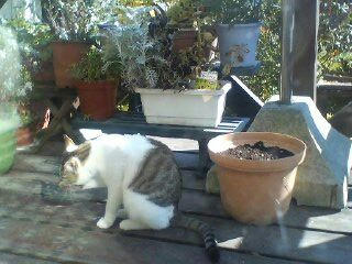 顔をあらうねこ