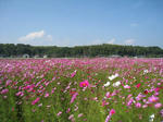 IMG_0257a.jpg