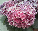 NEC_0329.JPG