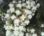 NEC_0331.JPG