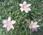 NEC_0347.JPG