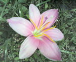 NEC_0348.JPG
