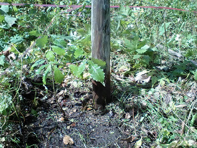 CA340045.jpg